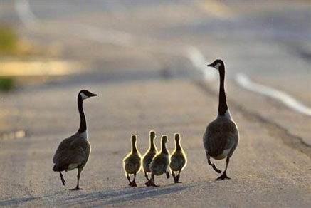 【干貨滿滿】為什么要買學(xué)區(qū)房，看完你就懂了